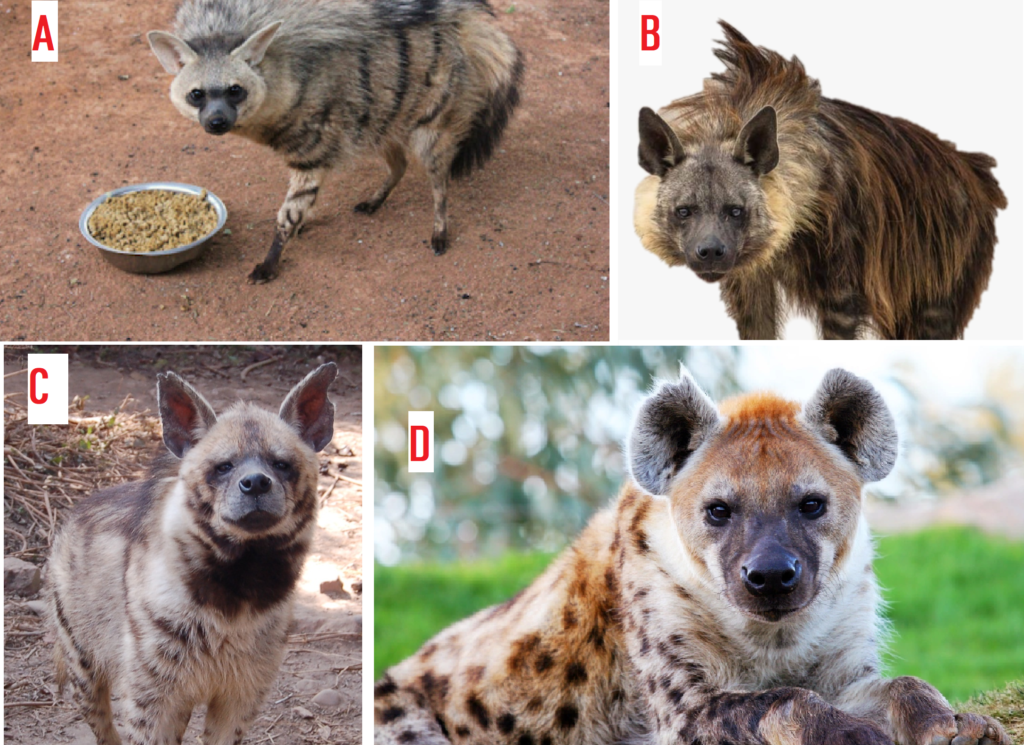 Different species of hyena. The animals' faces show predictors of different social structures, suggesting animals have personality types.