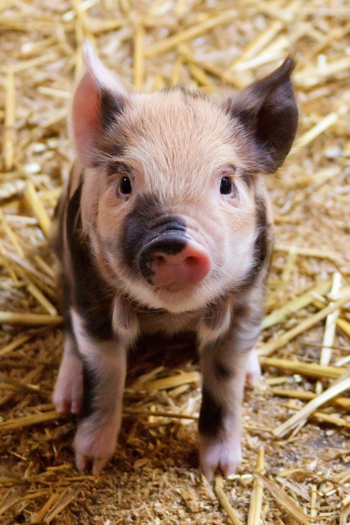 baby pig as example to illustrate conceptual functions in Physiotype, and how it's different than MBTI, Socionics, and Objective Personality System.