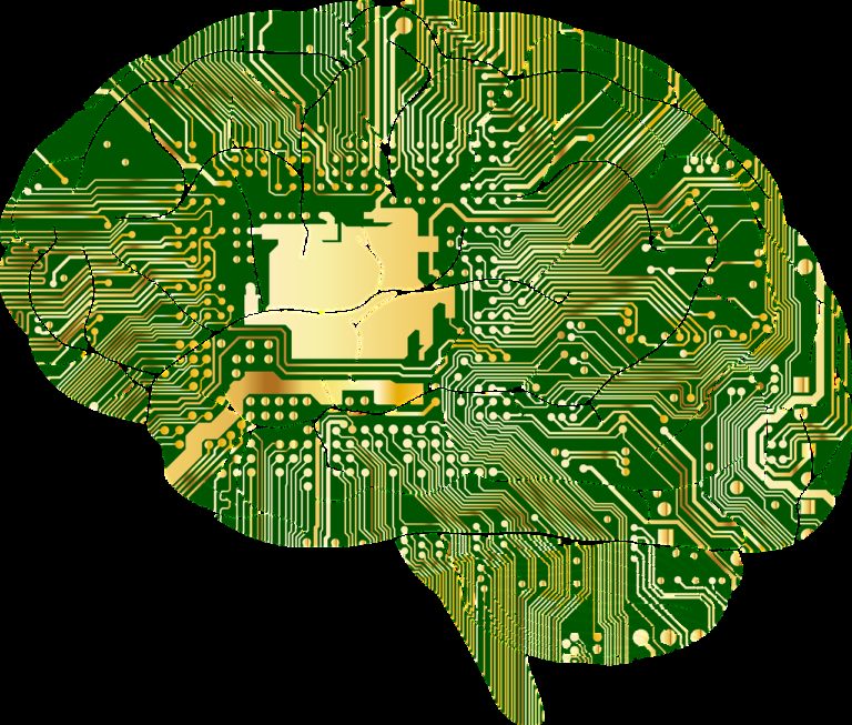 conceptual-and-social-cognitive-functions-physiotype